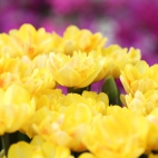 100 Amazing Mixed Wallpapers {Pack -348} (60)