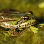 100 Amazing Mixed Wallpapers {Pack -348} (65)