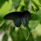 100 Amazing Mixed Wallpapers {Pack -348} (68)