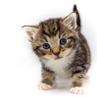 100 Amazing Mixed Wallpapers {Pack -348} (72)