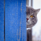 100 Amazing Mixed Wallpapers {Pack -348} (75)