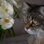 100 Amazing Mixed Wallpapers {Pack -348} (76)