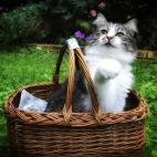 100 Amazing Mixed Wallpapers {Pack -348} (77)