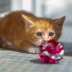 100 Amazing Mixed Wallpapers {Pack -348} (79)