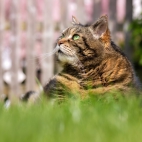 100 Amazing Mixed Wallpapers {Pack -348} (80)