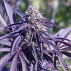 372836338_140310469133595_6901175581974120989_n