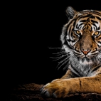 bengal-tiger-big-cat-predator-black-background-closeup-4200x2362-1755