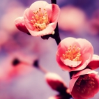 100 Amazing Mixed Wallpapers {Pack -334} (32)