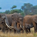 AmboseliElephants