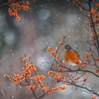 AmericanRobin