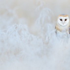 BarnOwlWinter