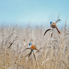 BeardedTit