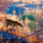 BengalTigerIndia_1920x1080