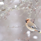 BohemianWaxwing_1920x1080