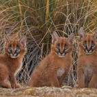 Caracal_1920x1080