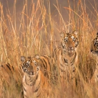 FourTigresses