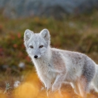 FoxDovrefjell