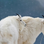 GlacierGoats