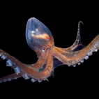 GlassOctopus