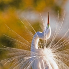 GreatEgret