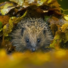 HedgehogNest