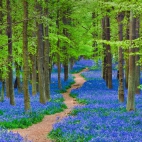 HertfordshireBluebells_1920x1080