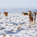 IcelandHorses