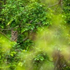 IndianEagleOwl