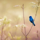 IndigoBunting_1920x1080