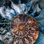 AmmoniteShell