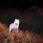 AutumnWolf