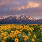 Balsamroot_1920x1080