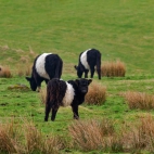 BeltedGalloway_1920x1080