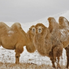 BactrianCamels_1920x1080