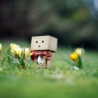 201938_wiosna_danbo_trawnik_krokusy