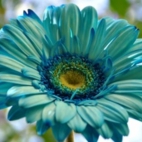 234857_kwiatek_gerbera