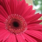 239136_kwiat_rozowa_gerbera