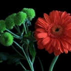 243485_kwiaty_zielone_czerwone_gerbera