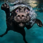 amazing-underwater-dog-1366x768