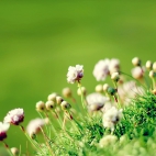 anglesey_flowers-wide