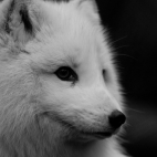 artic-animal-arctic-fox-mono-computer-hd-83771