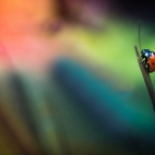 background-grass-ladybug-1366x768