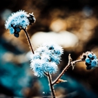 blue_dandelion-wide