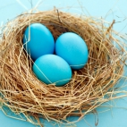 blue-eggs-1366x768