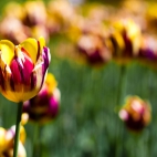 botanical_garden_tulips-wide