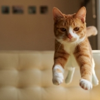 cat-bed-jump-1366x768