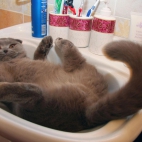 cat-in-the-sink