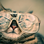 cat-with-glasses