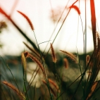 close_fields-1366x768