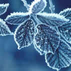 cold_leaves-1366x768